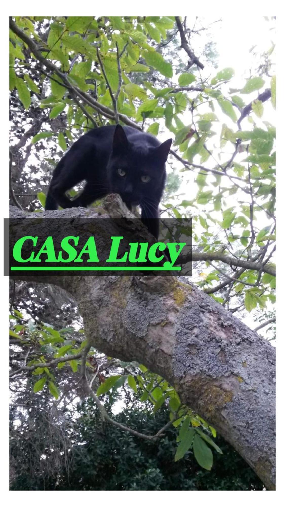 Апартаменти Casa Lucy Пітільяно Екстер'єр фото